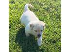 Labrador Retriever Puppy for sale in Delaware, OH, USA