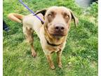 Adopt Coltrane a Chesapeake Bay Retriever, Mixed Breed