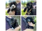 Adopt Dill a Basset Hound, Labrador Retriever