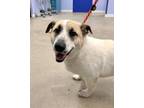 Adopt Bandit a Hound, Mixed Breed