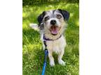 Adopt Rico a Schnauzer, Jack Russell Terrier