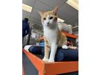 Adopt Doug a Domestic Short Hair