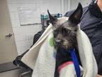 Adopt PAQUITO a Cairn Terrier, Mixed Breed