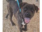 Adopt JURASSIC a Pit Bull Terrier, Mixed Breed