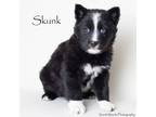 Adopt Skunk a Shepherd, Mixed Breed