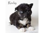 Adopt Rocky a Shepherd, Mixed Breed