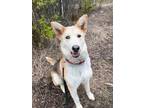 Adopt Yeti a Husky