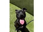 Adopt DBOW a American Staffordshire Terrier, Mixed Breed