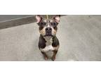Adopt DOBBY a Pit Bull Terrier, Mixed Breed
