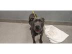 Adopt SANTO a Pit Bull Terrier