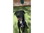 Adopt HARLEY a Labrador Retriever