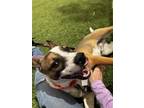 Adopt LOVELOCK a Pit Bull Terrier, Mixed Breed