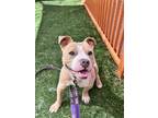 Adopt RASTA a Pit Bull Terrier, Mixed Breed
