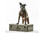 Adopt Dani Dog a Pit Bull Terrier