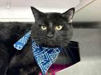 Adopt Krobus a Domestic Short Hair