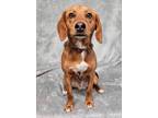 Adopt WESTLAND a Beagle