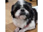 Adopt McQueen a Shih Tzu