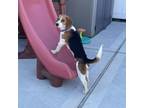 Adopt Luigi a Beagle