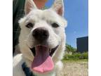 Adopt Brody Button a Jindo, Mixed Breed