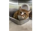 Adopt Colby Jack a Domestic Short Hair