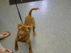 Adopt LUX a Shar-Pei, Labrador Retriever