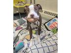 Adopt GOOFY a Pit Bull Terrier, Mixed Breed