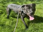 Adopt BANJO a Pit Bull Terrier, Mixed Breed