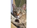 Adopt Pantera a Domestic Short Hair