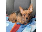 Adopt Huxley a Yorkshire Terrier