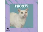 Adopt Frosty a Domestic Short Hair