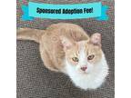 Adopt Studley a Domestic Short Hair