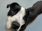 Adopt GUY a Pit Bull Terrier, Mixed Breed