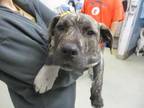 Adopt A429924 a Mastiff, Mixed Breed