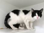 Adopt WINCHESTER a Domestic Short Hair