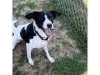 Adopt Cheddar a Mixed Breed, Border Collie
