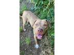 Adopt 29756 a Pit Bull Terrier