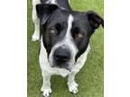 Adopt Sir Waggington a Pit Bull Terrier, Mixed Breed