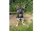 Adopt Papito a German Shepherd Dog, Akita