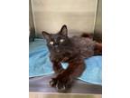Adopt Coolio a Domestic Long Hair