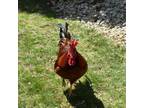 Adopt Manfred a Chicken