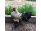 Adopt Alfred a Chicken