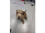 Adopt Mr. Handsome a Mixed Breed