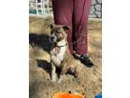 Adopt Sam a Mixed Breed