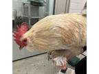 Adopt Kurt Roosell a Chicken