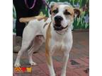 Adopt FRED a Pit Bull Terrier, Mixed Breed