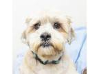 Adopt Chewy a Lhasa Apso