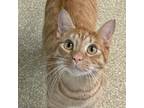 Adopt Wally -$45 To Be adopted w/Simon BOGO Free a Domestic Short Hair