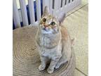 Adopt Simon -$45 To Be Adopted w/Wally a Domestic Short Hair