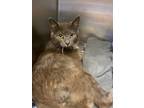 Adopt Joey (tupelo court private) a Domestic Short Hair