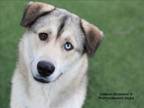 Adopt SWEET ROLL a Mixed Breed